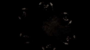 video art artist GIF by Caitlin Craggs