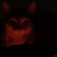 Angry Cat GIF