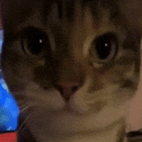 Cat Kitty GIF