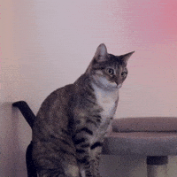 Surprised Cat GIF