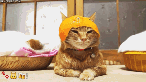 cat orange GIF by Cheezburger