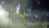 gip[hyquote GIF by Living Stills