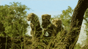 Serengeti GIF by Discovery