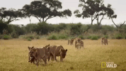 nat geo wild lion GIF by Savage Kingdom