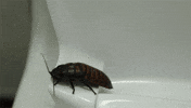 30 seconds to mars cockroach GIF