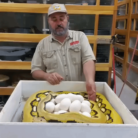 Mother Snake Attacks When Keeper Steals Her Eggs