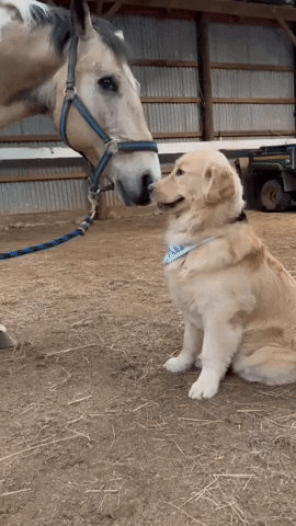 cuteanimalland giphyupload GIF