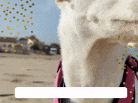 wufflecker wufflecker wuffleckerbirthday wuffleckerglückwunsch GIF