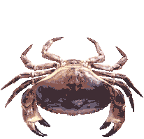 eye crab Sticker by Alena Geyzer