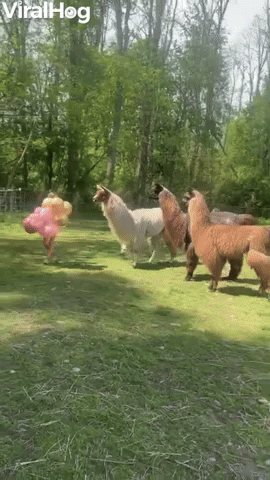 Llamas Have a New Leader