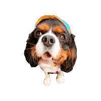 Cavalierkingcharlesspaniel Sticker