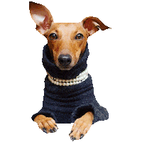 Italian Greyhound Fashion Sticker