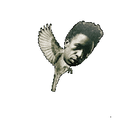 Saul Williams Bird Sticker by Joyful Noise Recordings