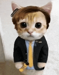 Better Call Saul Cat GIF