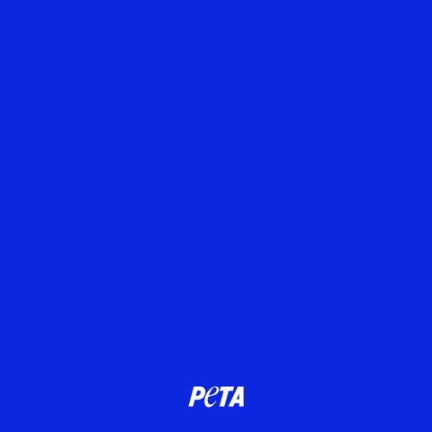 Animal Rights GIF by PETA