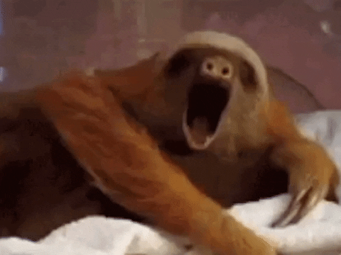 Tired Sloth GIF by Animal Planet