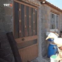 Come New Year GIF by TRT