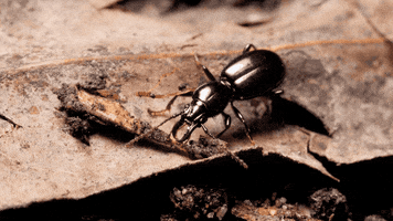 Beetle Millipede GIF by PBS Digital Studios