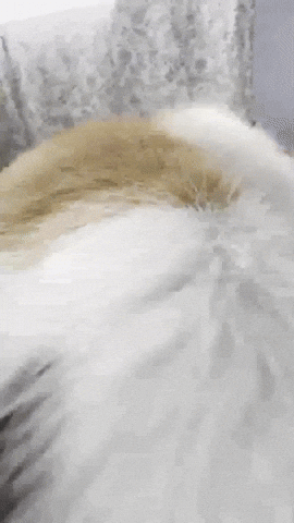 Cute Cat GIF