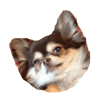 chihuahua STICKER by imoji
