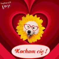 Benji Kocham Cie GIF