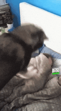 Good Morning Dog GIF by WTF Leagues