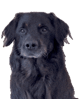 Hungry Dog Sticker by De Graafschap Dierenartsen