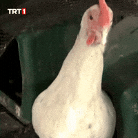 Angry Good Morning GIF by TRT