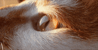 cat man GIF by Jean Scuderi