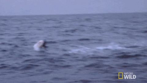 sharks GIF by Nat Geo Wild 