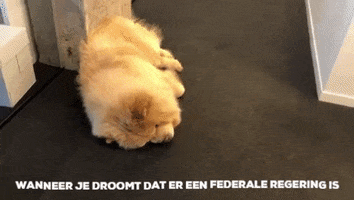 jongcdenv sammy jong cdv mahdi GIF