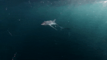 A Blue Shark Appears