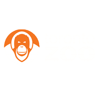 Orangutan Sticker by Toronto Zoo