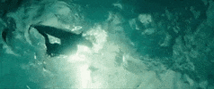 sony home ent GIF by The Shallows