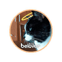 Cat Sticker by Befoods Chile