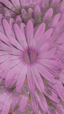 aribuna margarita GIF