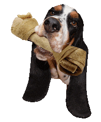 hungry basset hound Sticker