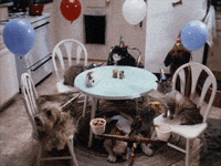 Animal Party GIF by jOnNy'S wOrLd