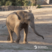 Wave Explore GIF by San Diego Zoo Wildlife Alliance