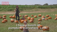 Bunch of Pumpkins