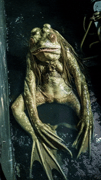 Frog Hello GIF