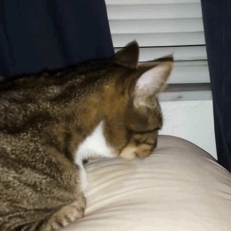 cat pillow GIF