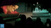 NHMLAC cat show california la GIF