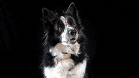 Dogs Stripping GIF by Artero Professional Line