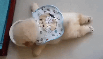 cuteanimalland giphyupload GIF