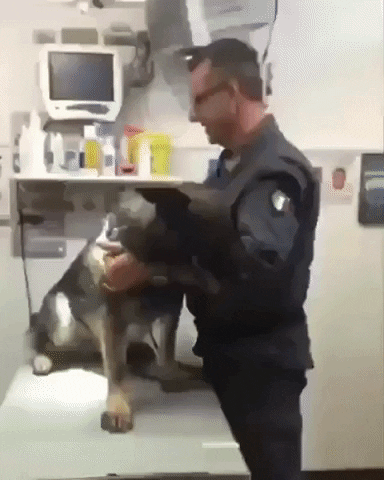 PetsGifs giphyupload dogs GIF