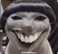 Cats Smiling Cat GIF
