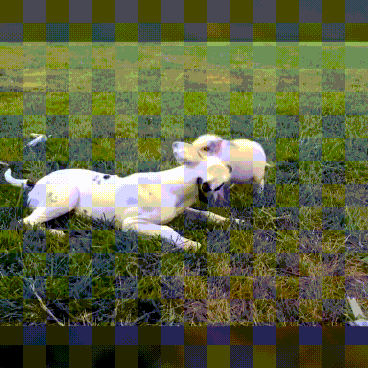 dogs play GIF