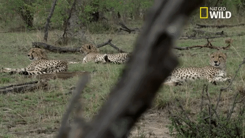 savage kingdom big cat week GIF by Nat Geo Wild 
