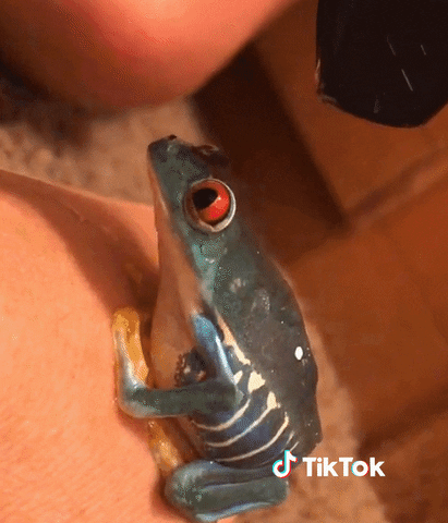Frog Smile GIF by TikTok France
